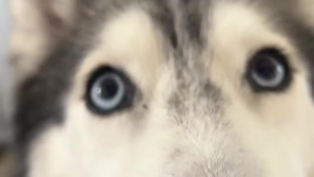 Meeka has a special message for anyone that sees this💕