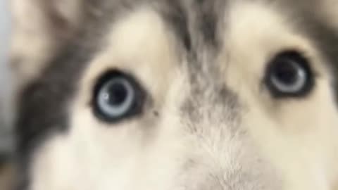 Meeka has a special message for anyone that sees this💕