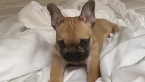 Poetic French Bulldog Puppies