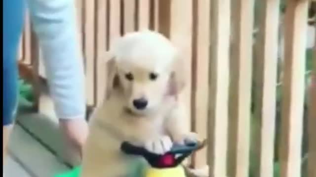 Funny &Cute Dog Video Compilation Pet Lover#shorts