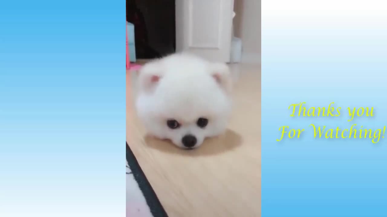 Funniest Animals - Cute Cats Best Of The 2021 Funny Animal Videos