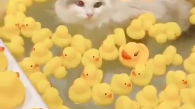 Adorable Cat!