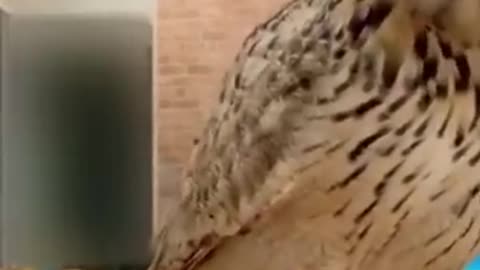 Funny Animal Video