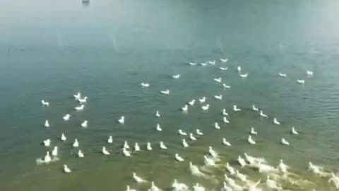 Natural Birds Status Video