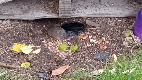 Wyoming Wild Gerbils (Voles) Get Strawberries & Celery