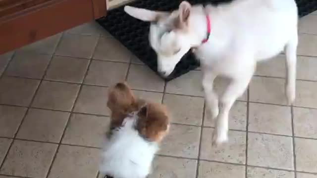 Dog and Goat Fighting Cute Moments