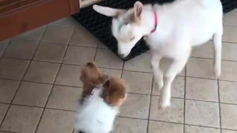 Dog and Goat Fighting Cute Moments