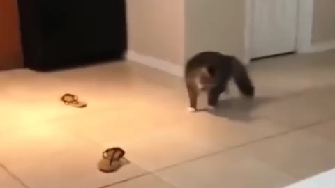 AWW SO FUNNY 🤣🤣🤣🤣