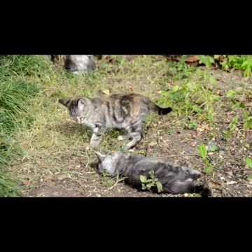 Funny Cats Videos that Will 100% Make You Laugh 😹🤣 - Funniest Cats Ever