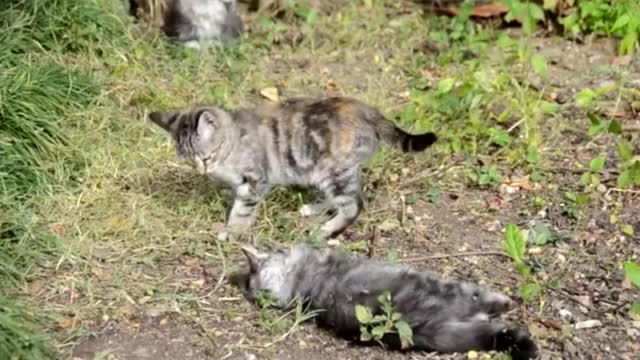 Funny Cats Videos that Will 100% Make You Laugh 😹🤣 - Funniest Cats Ever