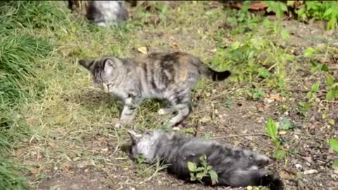 Funny Cats Videos that Will 100% Make You Laugh 😹🤣 - Funniest Cats Ever