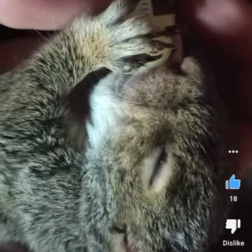 Rescued squirrel he's doing great!