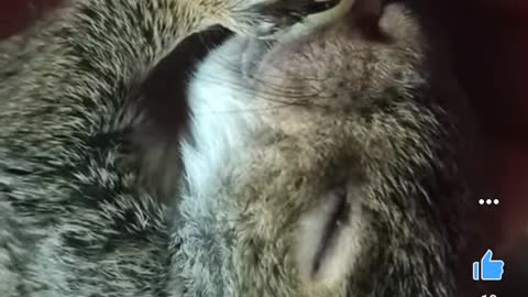 Rescued squirrel he's doing great!