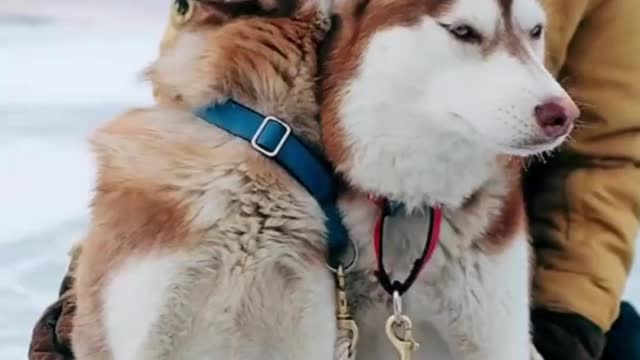 Two dogs are so beautiful
