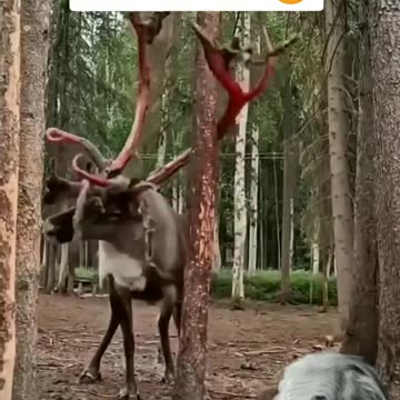 Animals Shedding Their Antlers |شاخ هایش را میشکند