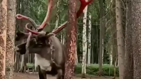 Animals Shedding Their Antlers |شاخ هایش را میشکند