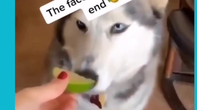 Husky Taste Test Fail