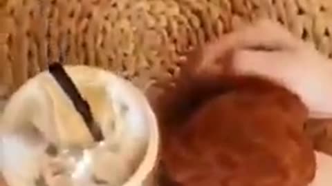 Funny Dog Videos 2021 - Funny animal videos