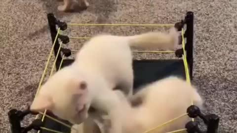 Three dogs WWE game play Best Animals game quite Dogs