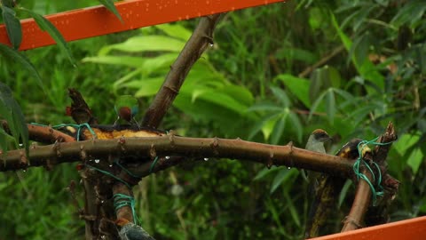 bird-tree-branch-food-avian