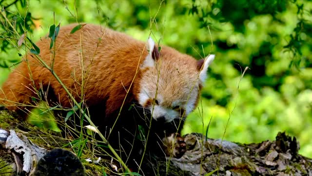 Cute Red Panda Eating Bamboo