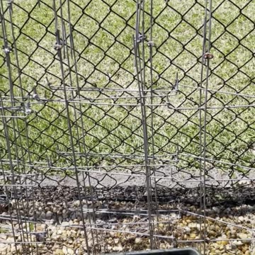 Adding Tomatoes, Beans and Basil To The Container Garden - 3 Step Process