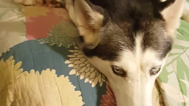 Husky knows her song by 1st word only