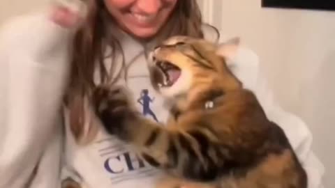 Funny cat funny pet dancing cute
