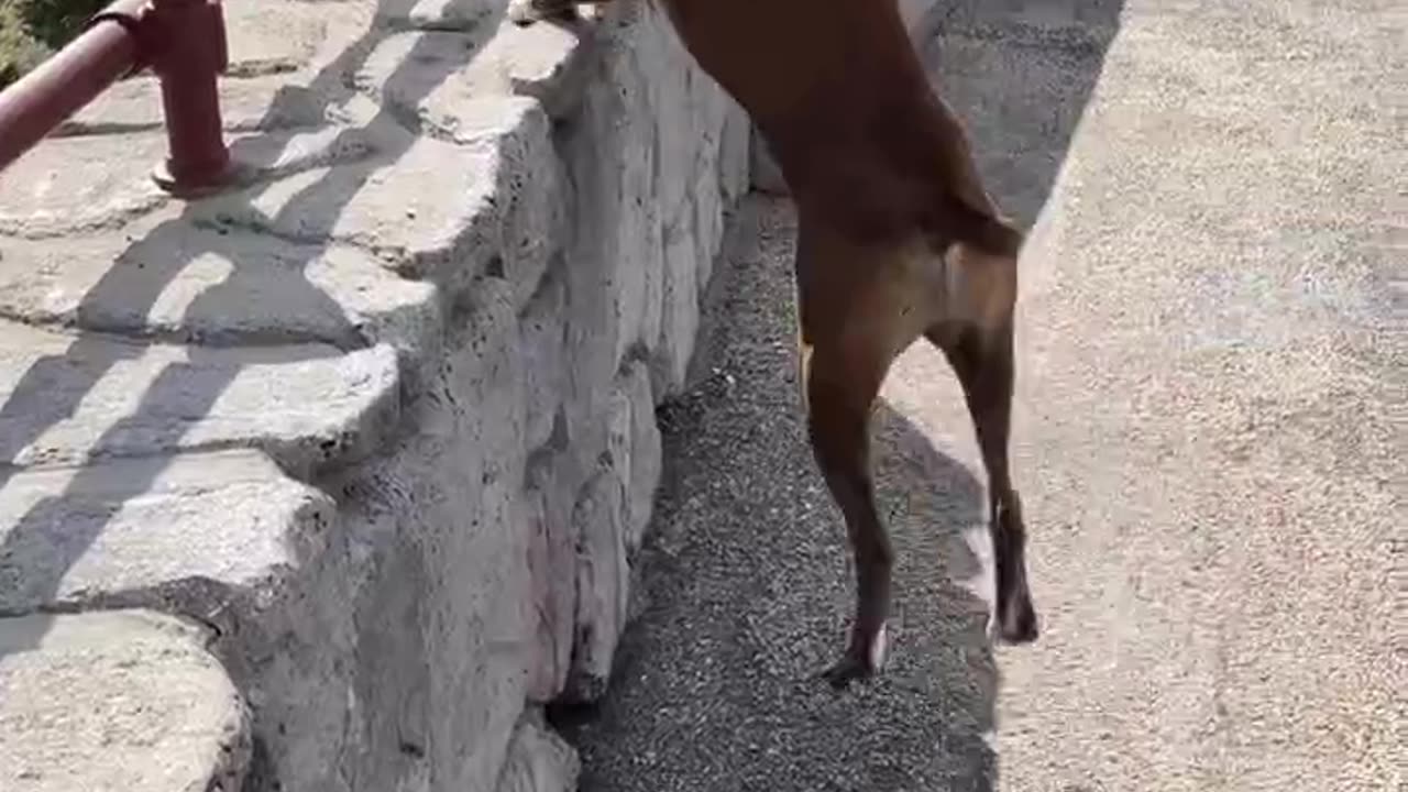 Titus trying to get a chipmunk on the edge of a cliff!#crazy #dog #funny #viral #chipmunk #funnydogs