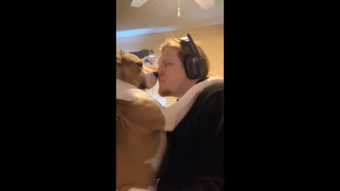 Funny Moments With Animals