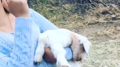 Collab copyright protection - white baby goat fake gun head drop