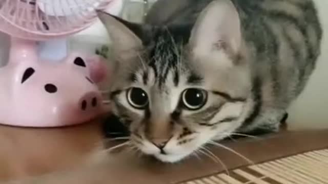 cute cat jaja