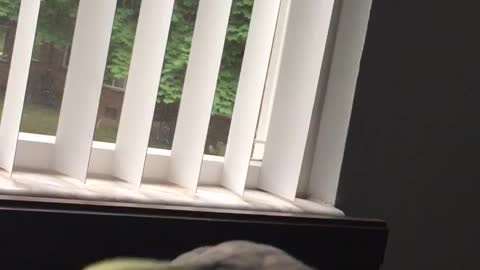 Teaching a Cockatiel a New Tune