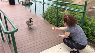 Pretty Chinese Girl Loves To Feed The Geese 05-04-2020