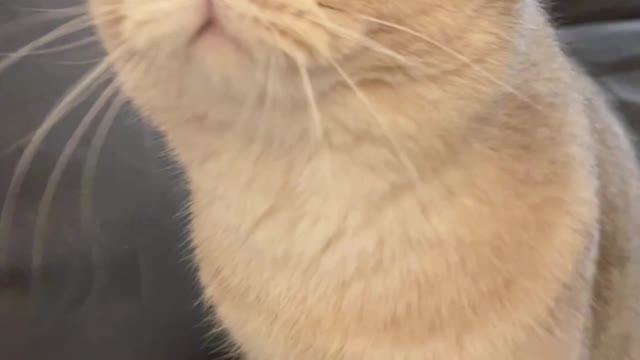 I’ll never get tired of his meow~ 🥰 #catsoftiktok #catlover #cat #cutecat