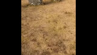 Fernworthy stone circle