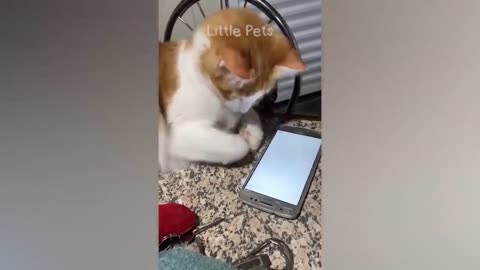 Funny Animals 🤣😹