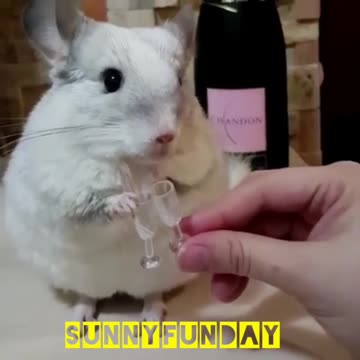 To cheers rabbit