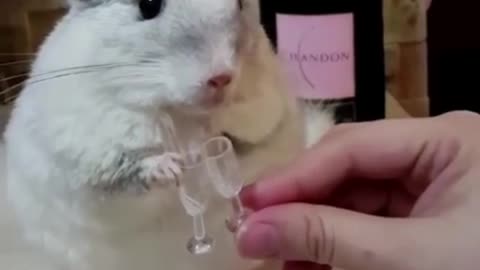 To cheers rabbit