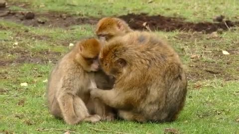 Monkey Family