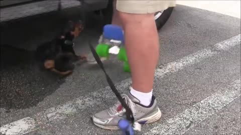 Become a fully aggressive dog with these simple tips