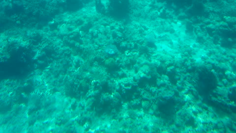 Underwater view