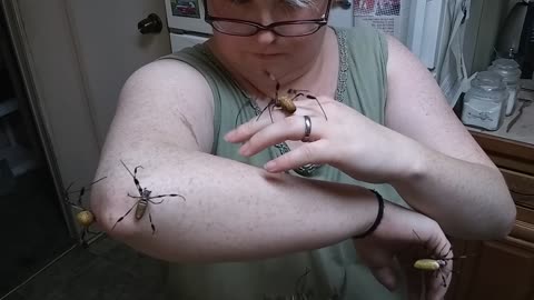 Five Spiders, One Arm