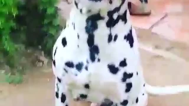 Smiling dog like a human