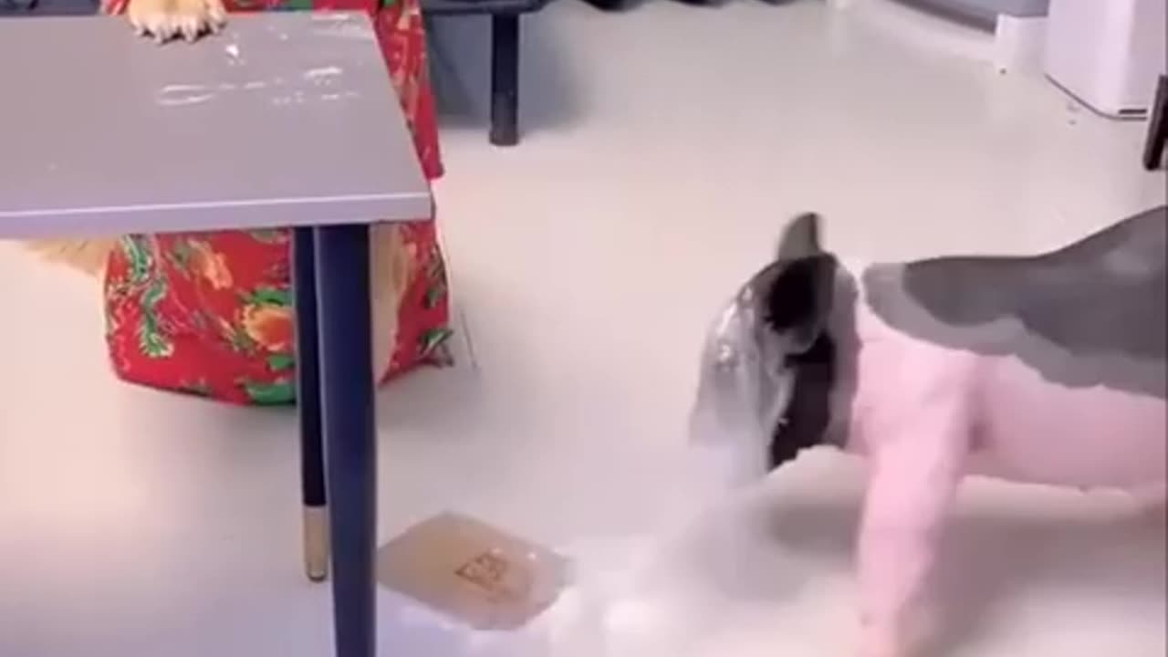 Dogs