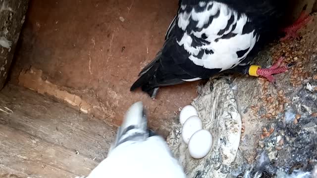 A Racing pigeon mother attack for save her three eggs l Racing pigeons