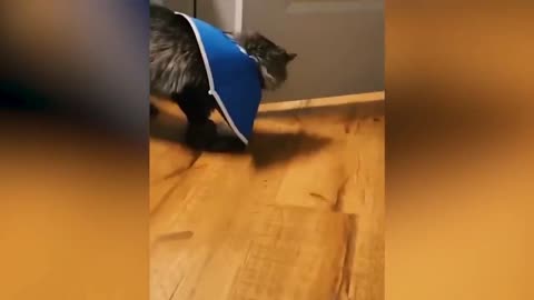 Fun Animal Compilation №27
