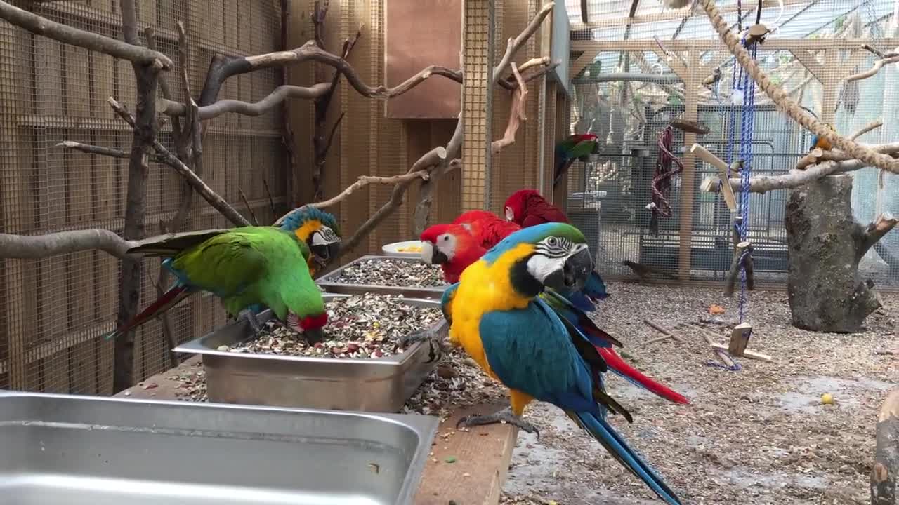 Inside the Macaw Aviary- Parrot