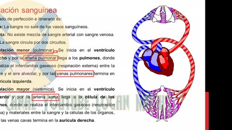 REPASO GRUPO SAN MARCOS 2022 | Semana 02 | Anatomía