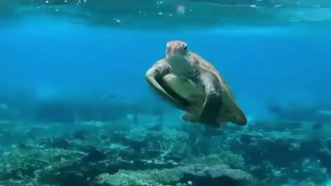Wildlife